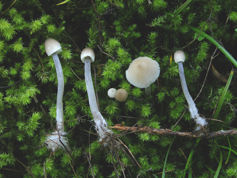 Mycena da determinare